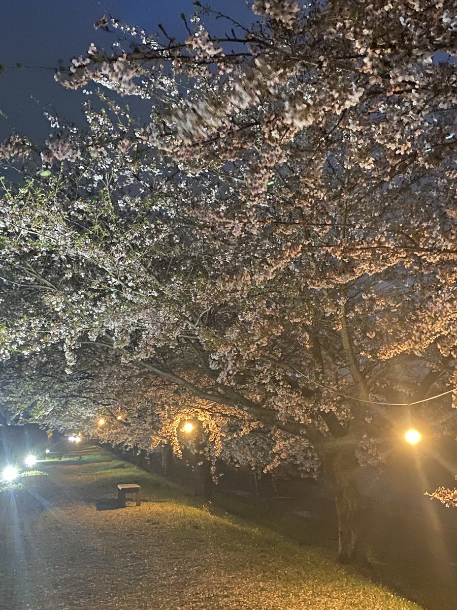 秋田山王男 tweet media