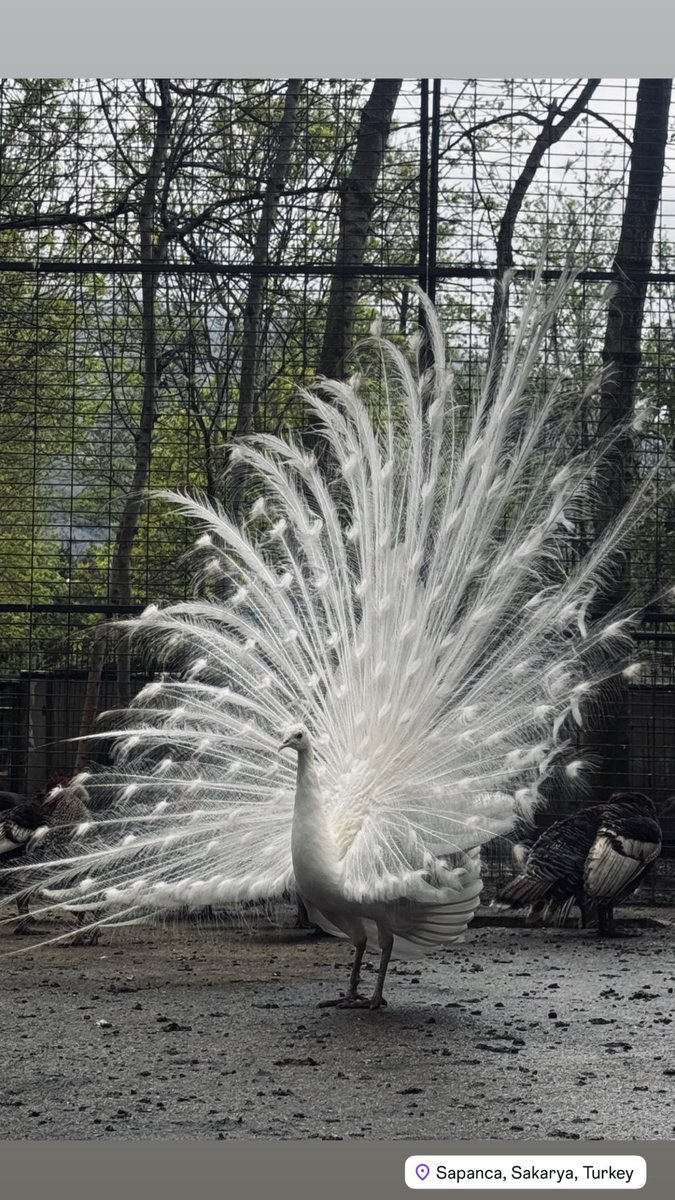 RAHMA 🤍 tweet media