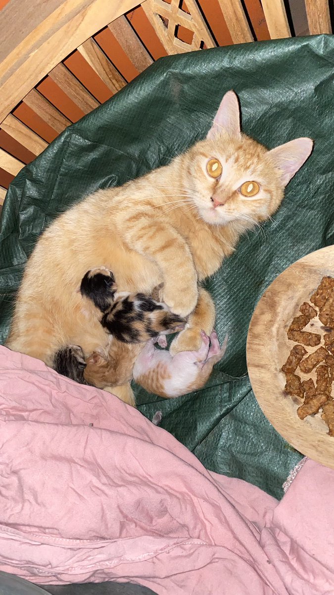 kueputukelapa's tweet photo. Tbtb ada kucing lahiran diarea rumah, lucu banget lagi 4 anak beda corak https://t.co/yE2dsIXPzh