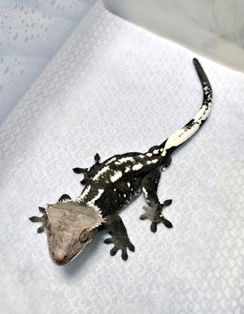 어제 청소하다 예뻐서 한장 찍었어용
풀파 아닌데도 흑백 쥑이지요