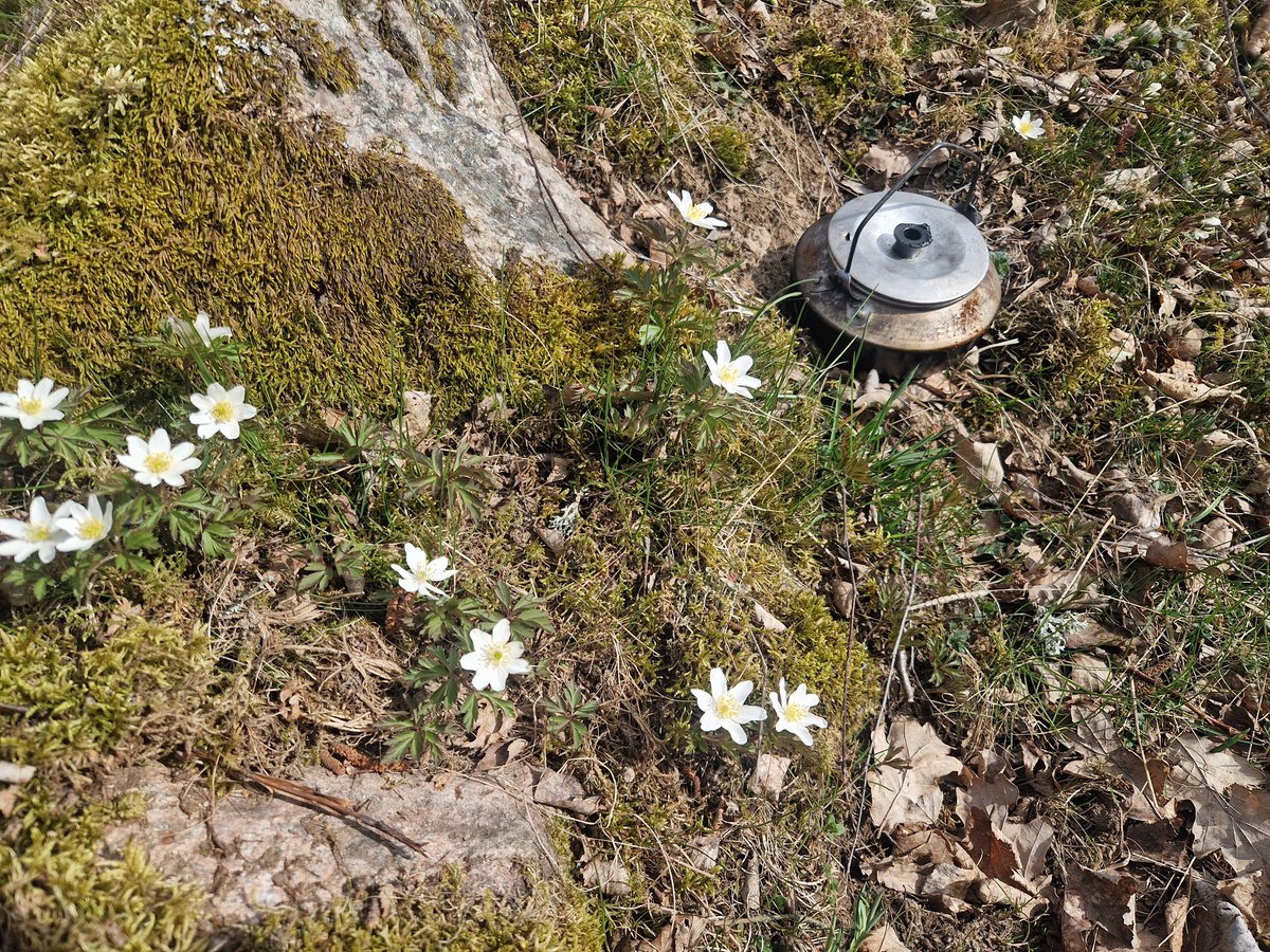 KajNystrom's tweet photo. Idag får ni ha en rejält bra ursäkt för att inte gå ut i skogen. Kom igen nu Svensson. Glöm Stockhomstressen och bege er ut. https://t.co/VyGoYKjRsl