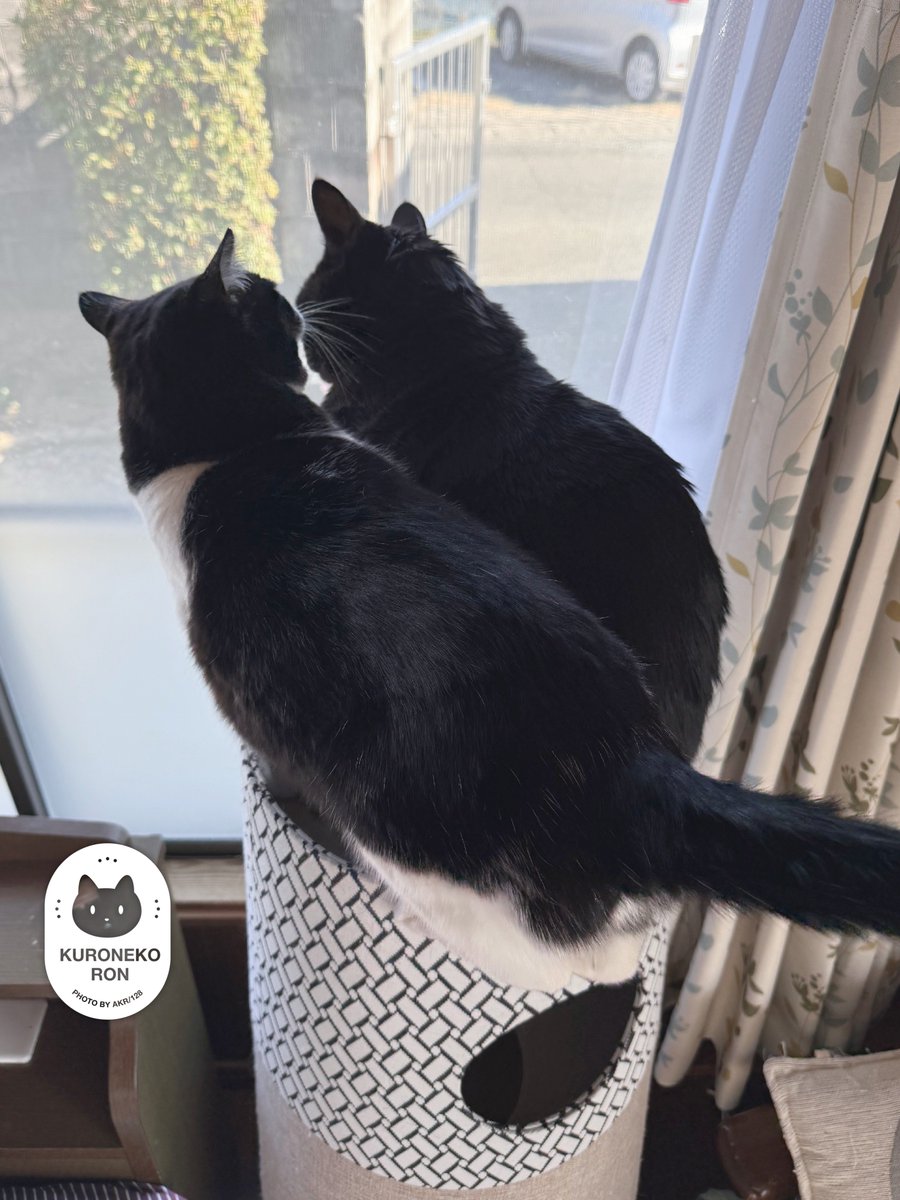 AKR🌱⑧巻6月発売 tweet media