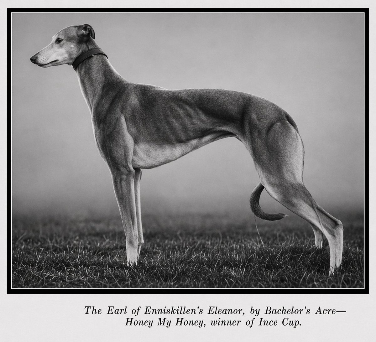 BlanningCharlie's tweet photo. Eleanor, winner of the Ince Cup 1912 in Cheshire. What a lovely bitch! Full story click https://t.co/IYkHC7m6an #greyhounds #coursing #waterloocup https://t.co/ZP0P20memE