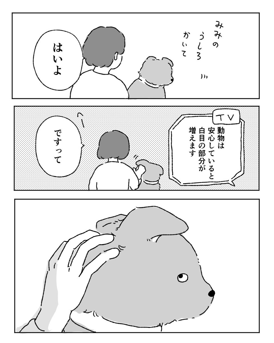 犬との思い出・白目編