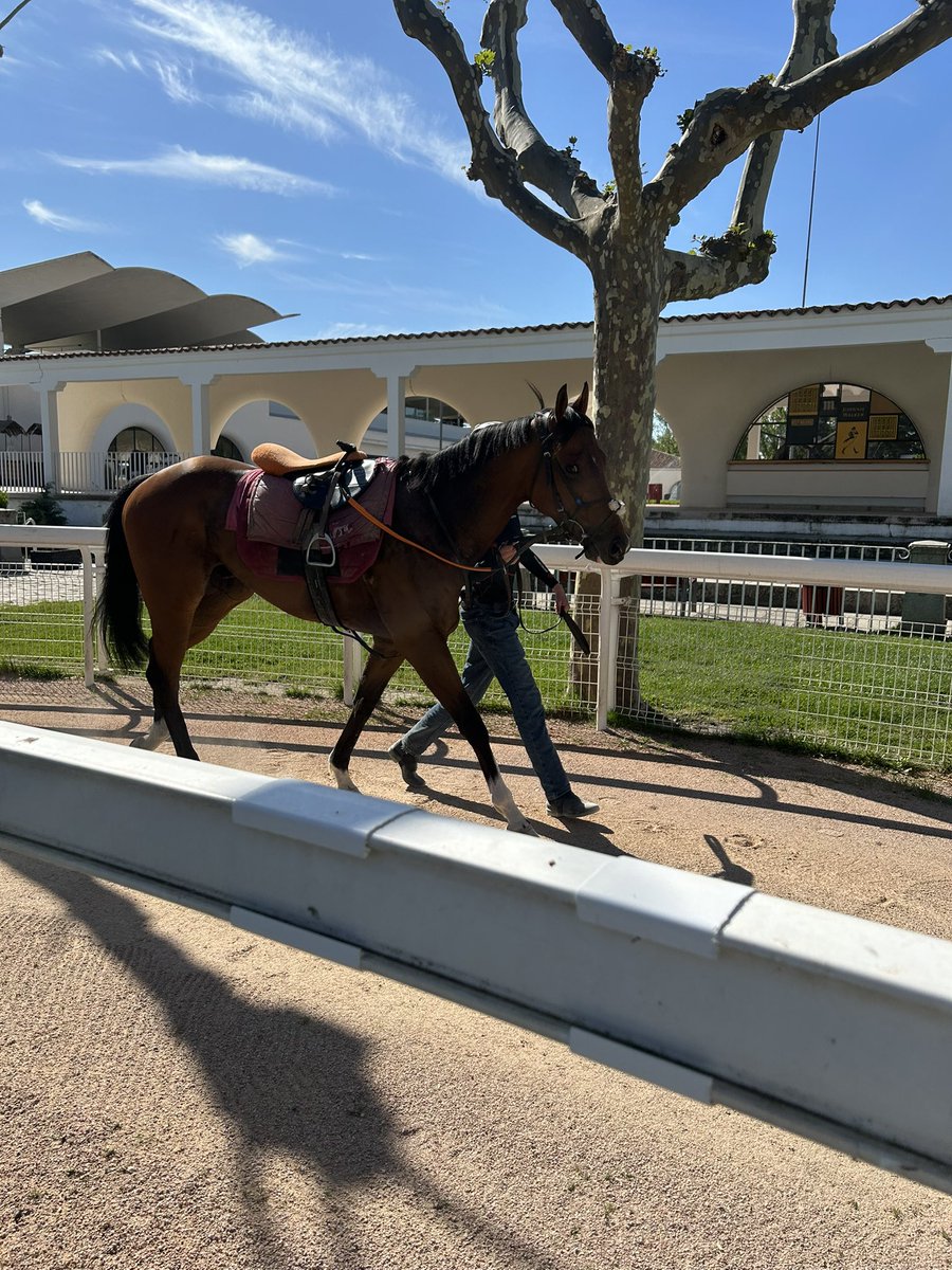 piedi_s's tweet photo. Hoy hemos visto entrenar a Alaskan Gold 🐎 
Qué buena iniciativa  de @ArrizkorretaR
 y #GaloperX para aficionados al Turf 👏👏
@HipodromoMadrid https://t.co/cBm3ZgabjJ