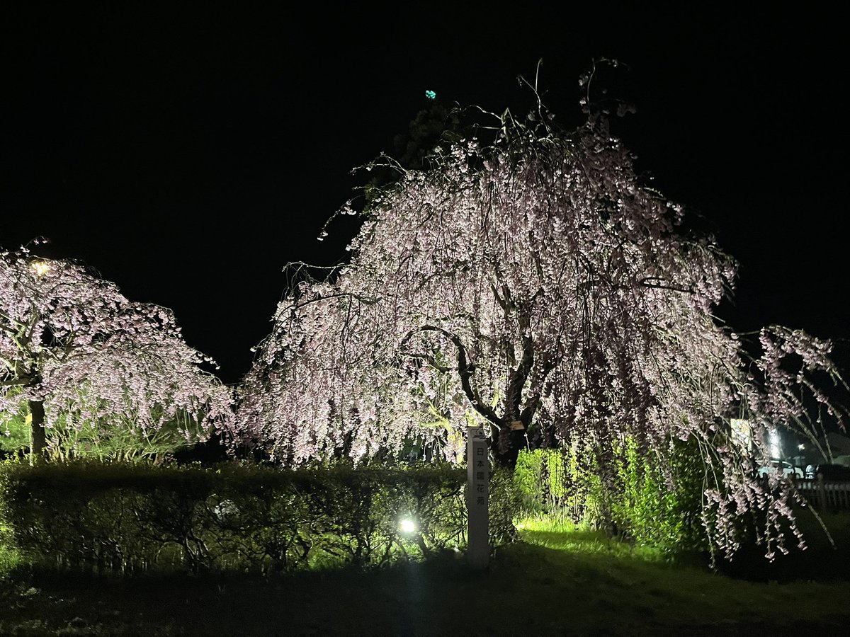 ちゃんまる tweet media