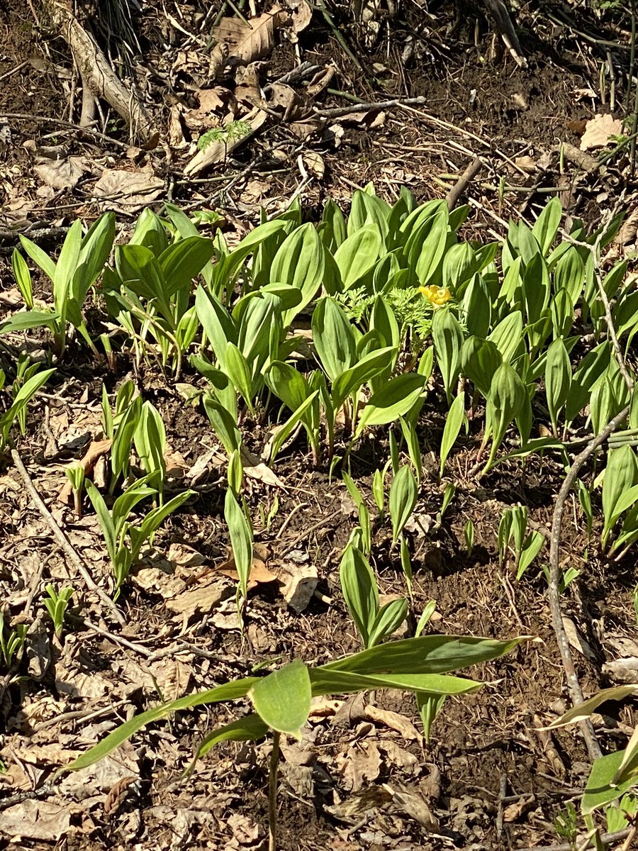 ハッカ王子 tweet media