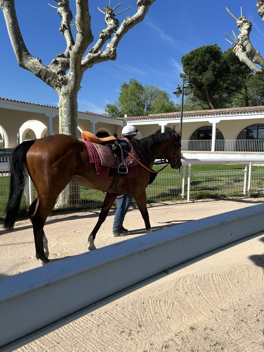 piedi_s's tweet photo. Hoy hemos visto entrenar a Alaskan Gold 🐎 
Qué buena iniciativa  de @ArrizkorretaR
 y #GaloperX para aficionados al Turf 👏👏
@HipodromoMadrid https://t.co/cBm3ZgabjJ