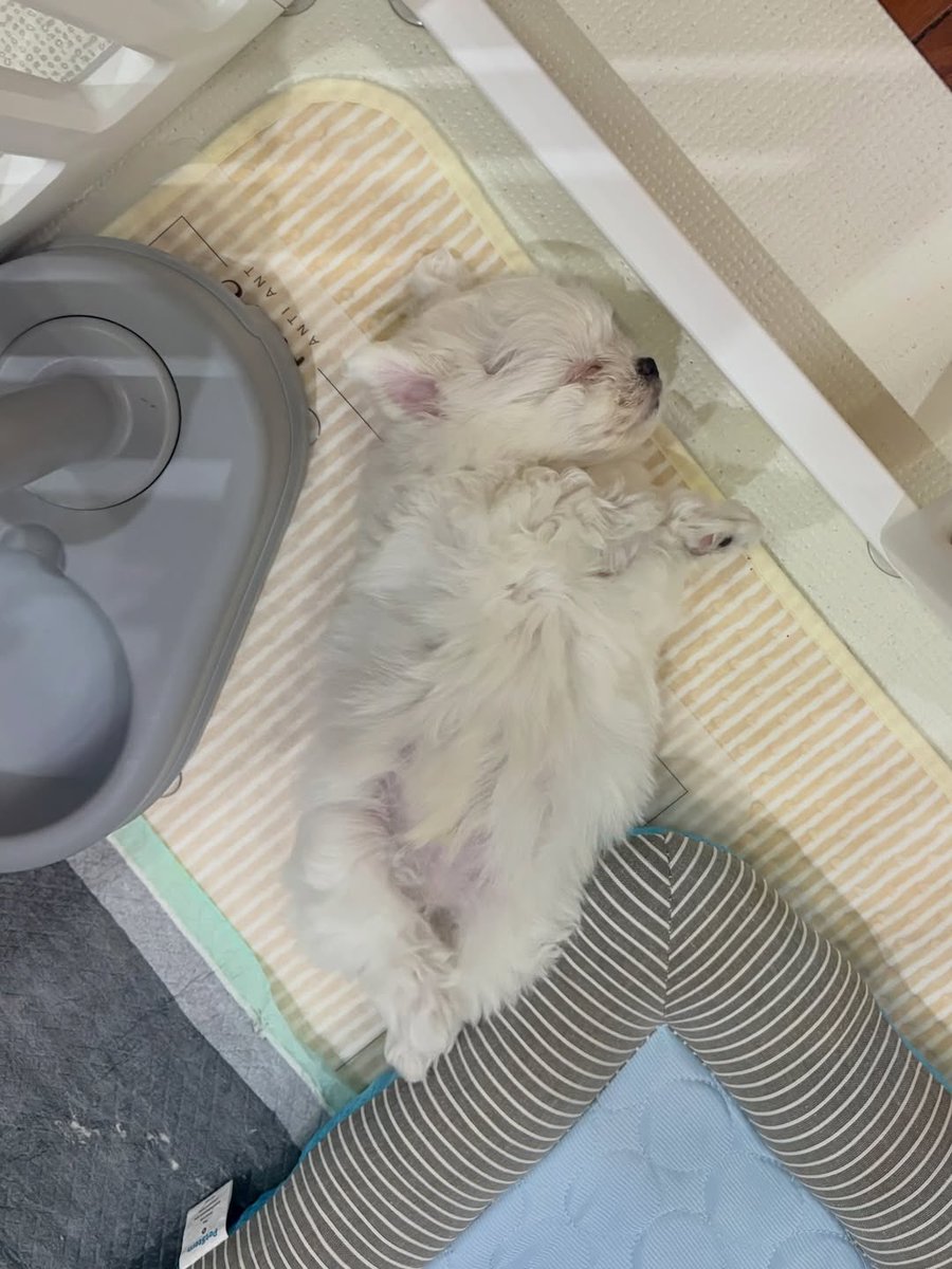 im มัมหมี Full time ☃️🤍 tweet media