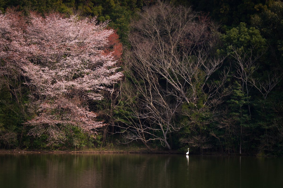 kurumaebi_aio's tweet photo. 池のほとりのヤマザクラ　お気に入りの場所
  #nikon #D780 #photography #写真 #nature  #山口市 #yamaguchi #桜 #cherryblossom #landscape  #birds #野鳥 #サギ #helon https://t.co/qFxBBio8eM