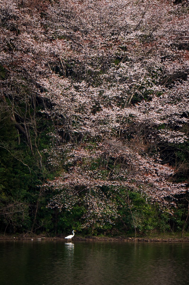 池のほとりのヤマザクラ　お気に入りの場所
  #nikon #D780 #photography #写真 #nature  #山口市 #yamaguchi #桜 #cherryblossom #landscape  #birds #野鳥 #サギ #helon