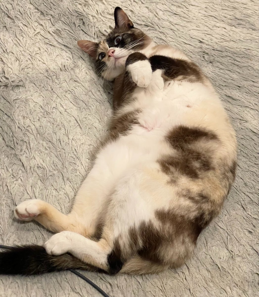 猫が落ちてる時期になってきた
お腹やばい🤣