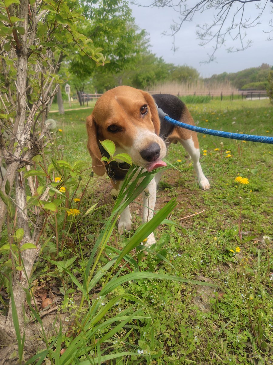 サバ田 tweet media