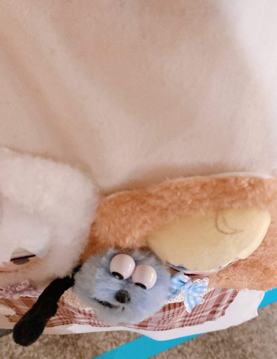 しゃけ🐶 tweet media