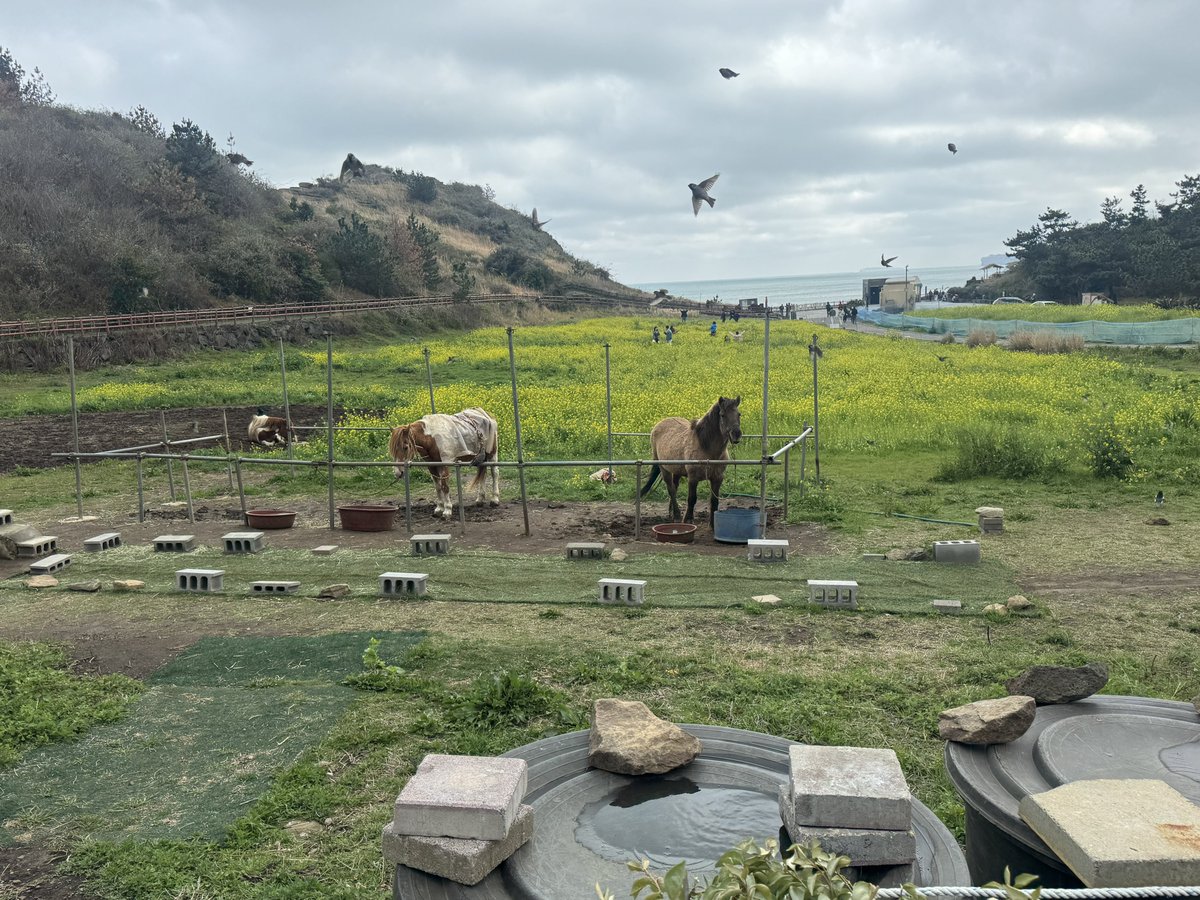 ottewheat's tweet photo. 제주도 안녕하쑤꽝 https://t.co/UWLce021FQ