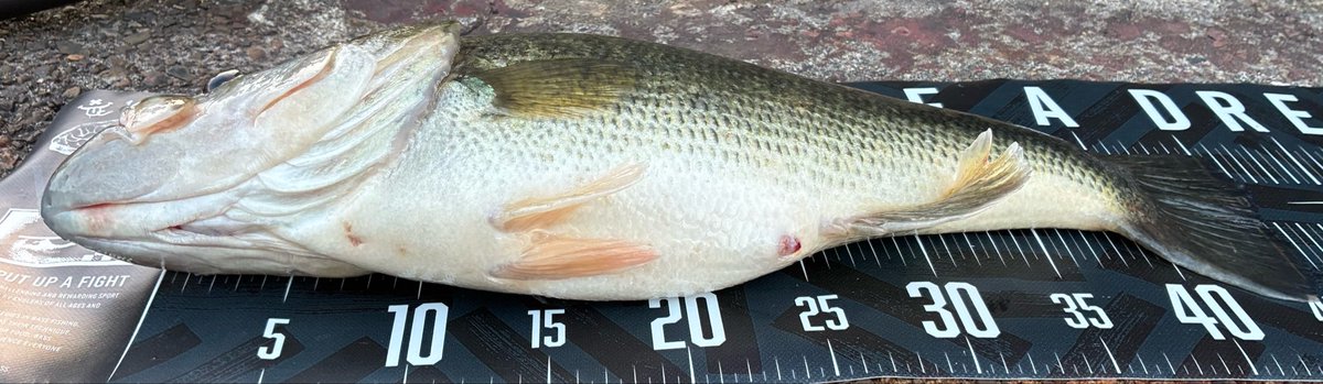 くろさば tweet media