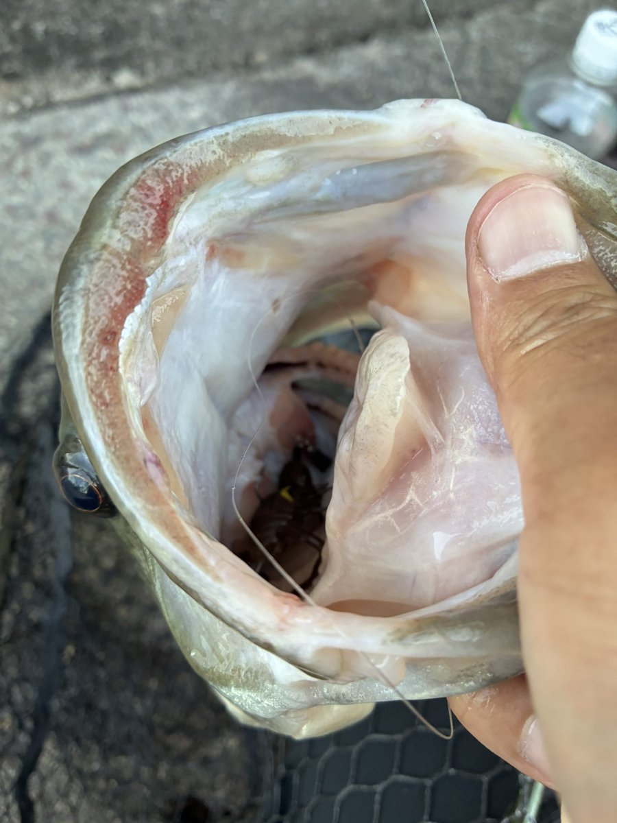 くろさば tweet media