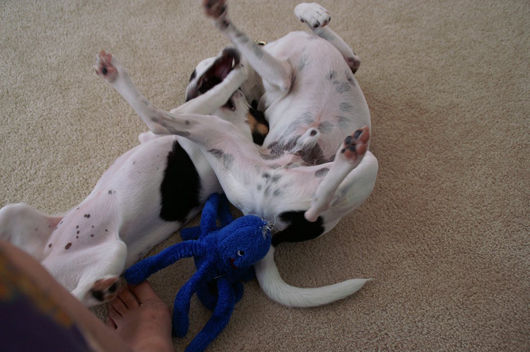 まひろ( ˙꒳​˙ ) tweet media