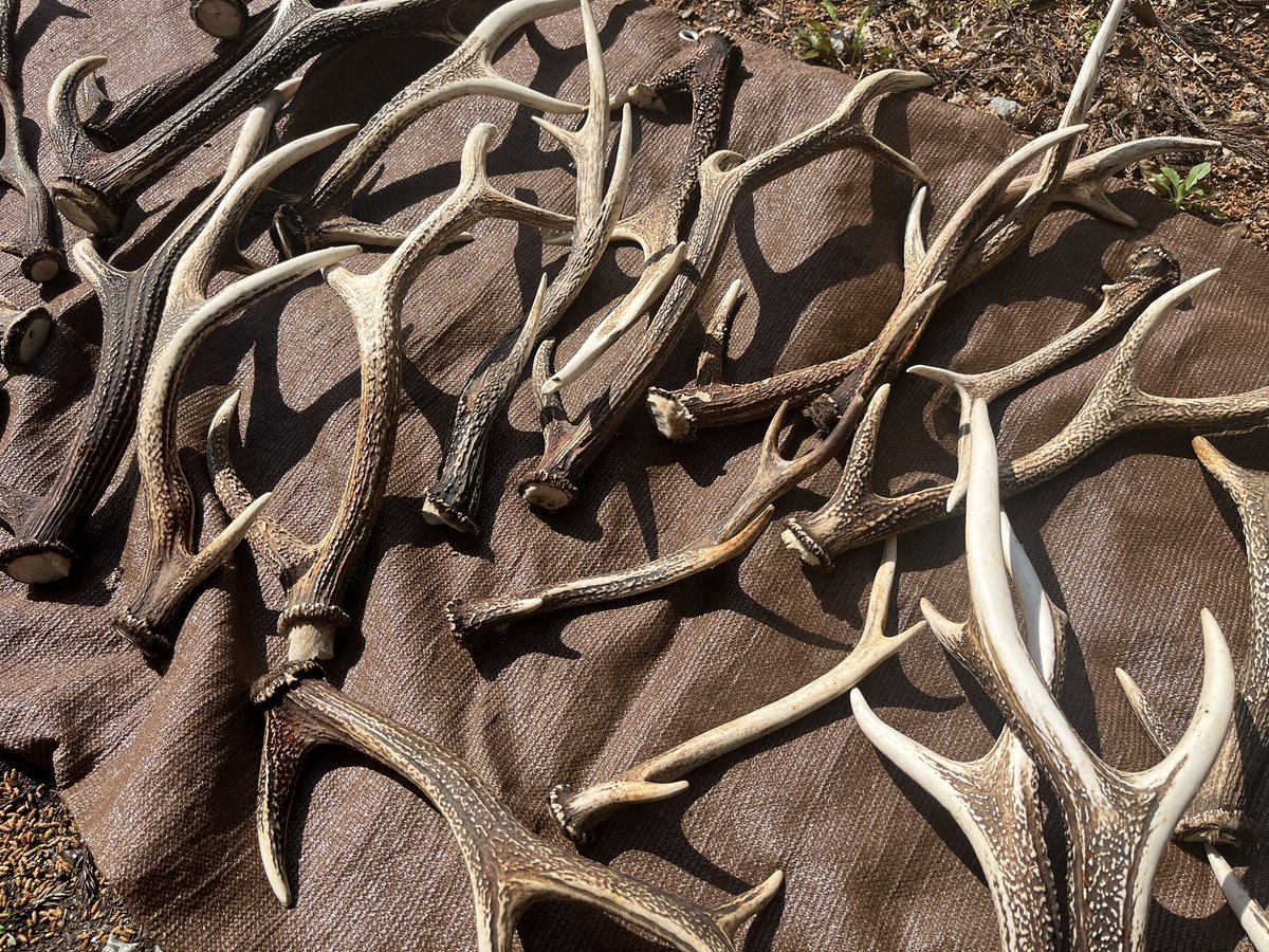 しげない工房🐈5/2・3東北六彩マルシェ山形・5/23・24デザフェス63 tweet media