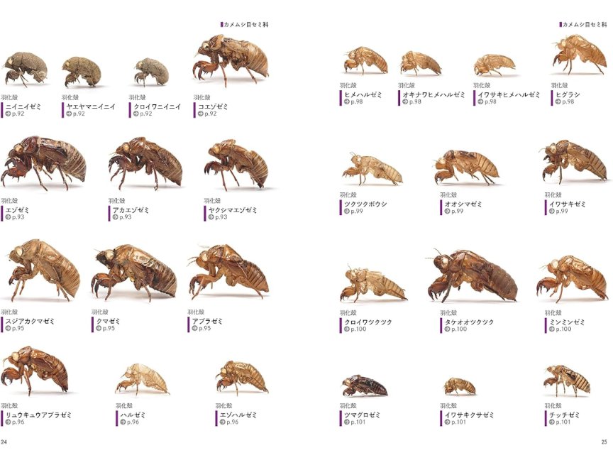 fake_outlandos's tweet photo. 虫のぬけがら図鑑 ―脱皮と成長から見る昆虫の世界

➦里山でのフィールドワークを楽しくするための小道具．細部の特徴をしっかり捉えて，同定といきたいところだが，そんなに簡単にできないから面白い．

https://t.co/HvSuCkBad2 https://t.co/aRswDCTIni