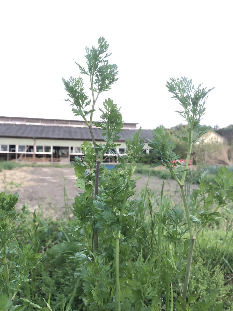 不治野 tweet media