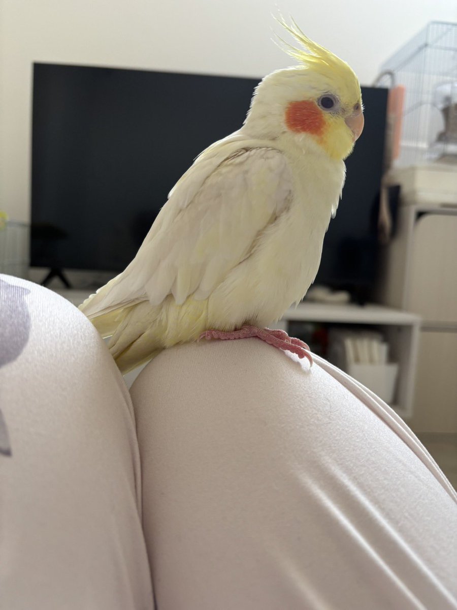 まごろく tweet media