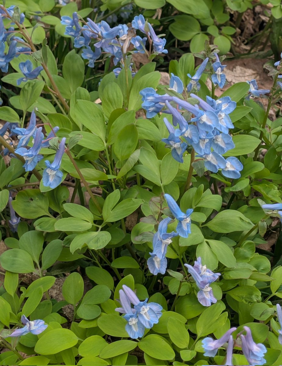 シュナファイブ tweet media