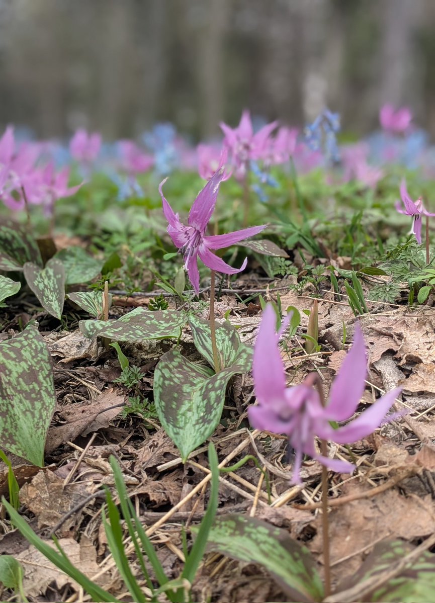 シュナファイブ tweet media