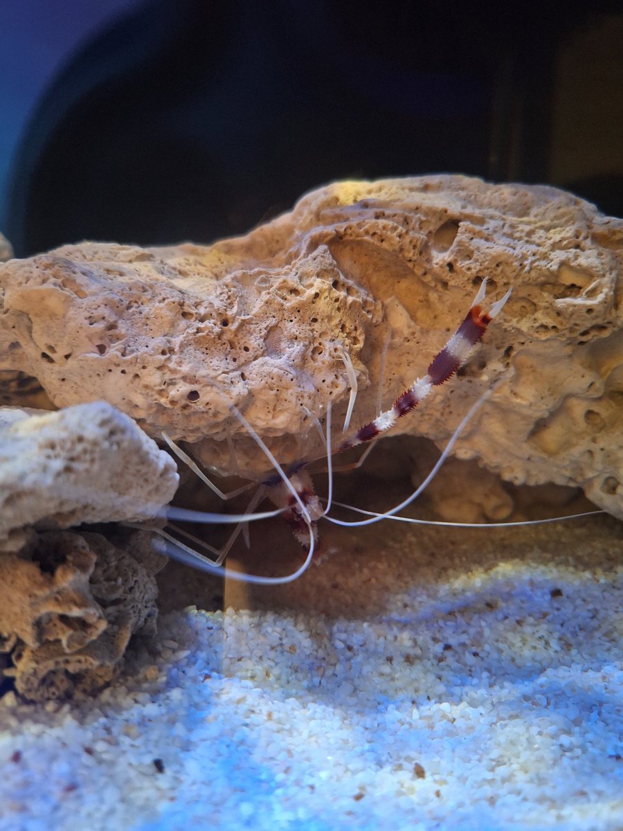 Using reverse osmosis water mixed with coral pro salt seems to only make the diatoms in it appear thinly, the parameters are also maintained with a salinity of about 34 - 35 ppt &amp; the current temperature is at 25⁰, ph at 8,4. Hopefully he like his new biotope