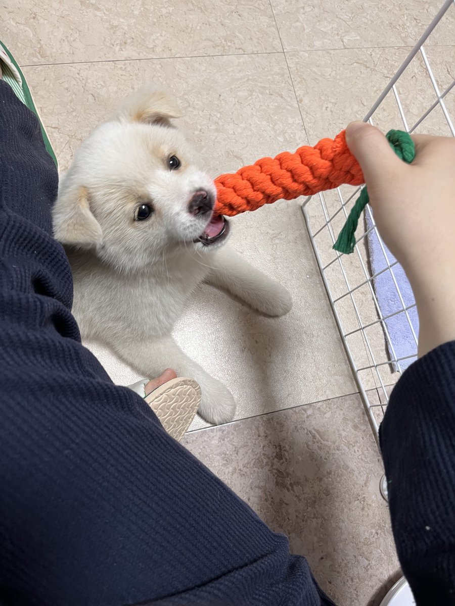 유자는 아기때 단모시골개. 그자체였기때문에 
복슬아기개들보면 너무신기해요
너무 부드러울거같아요