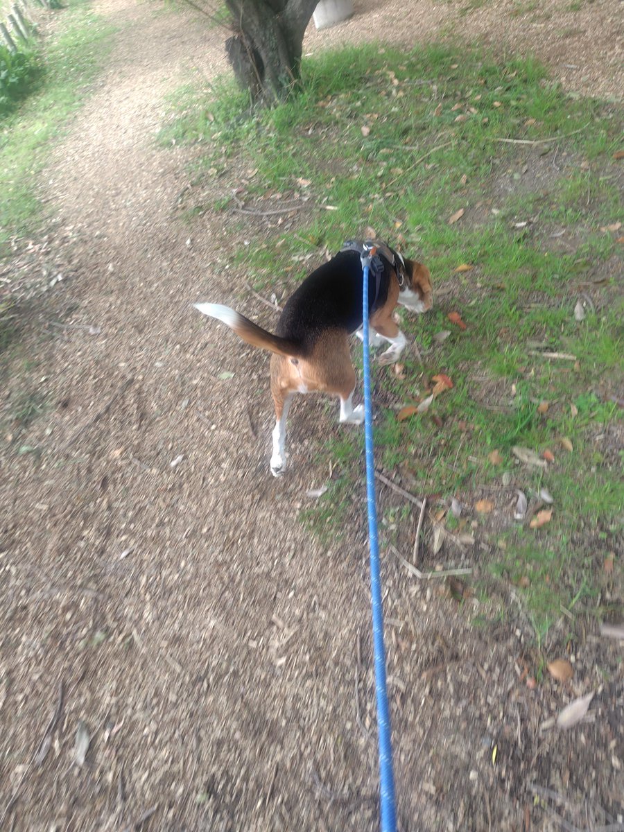 サバ田 tweet media