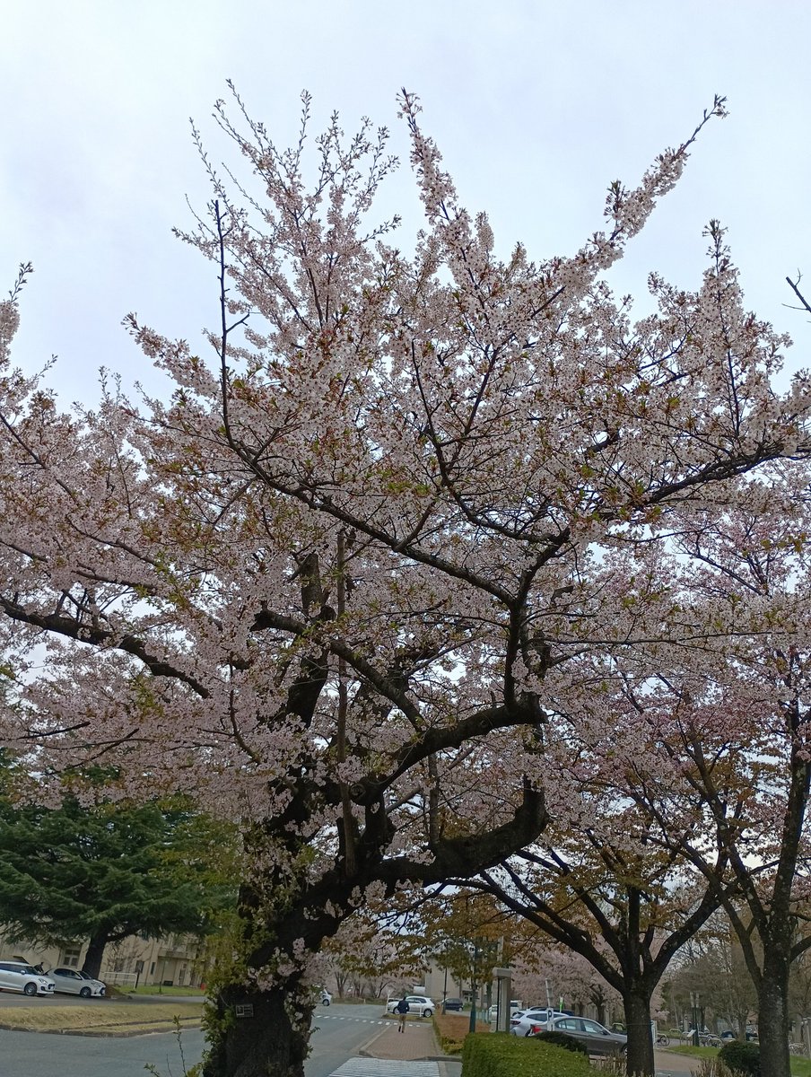 okasisuki tweet media