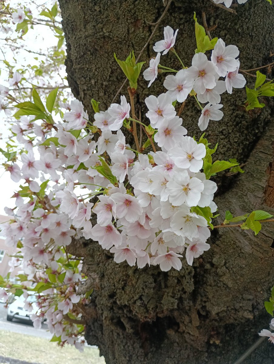 okasisuki tweet media