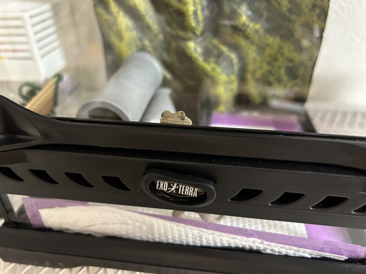 mikan🍊 tweet media