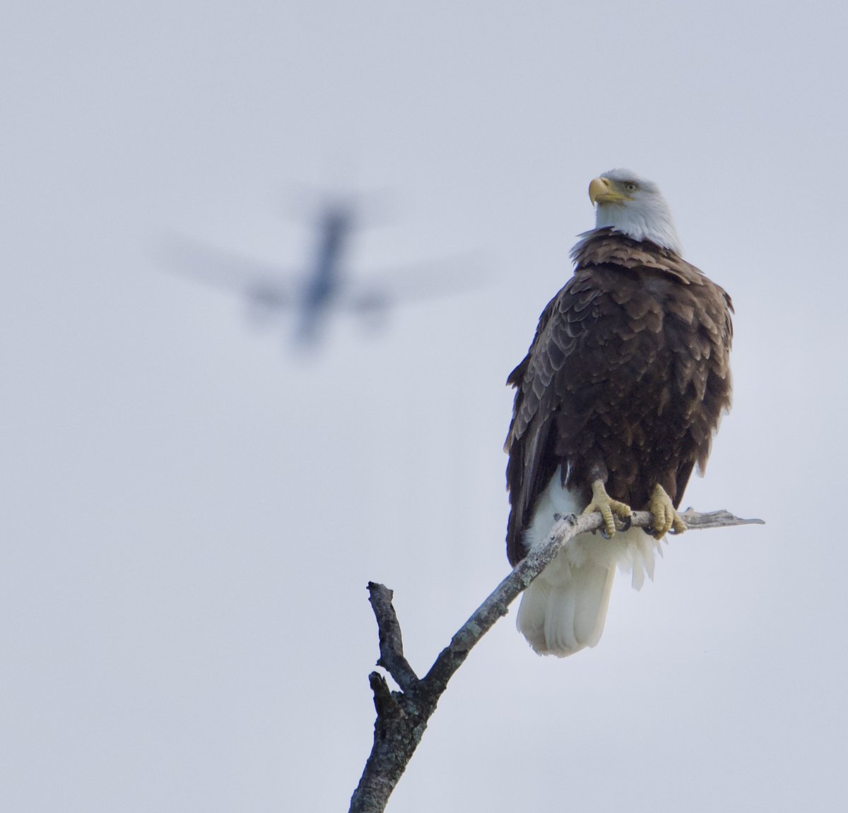 RoppityPhotos's tweet image. Have a great #Saturday everyone.  #BaldEagle #Eagle #Wildlife #WildlifePhotography #Airplane
