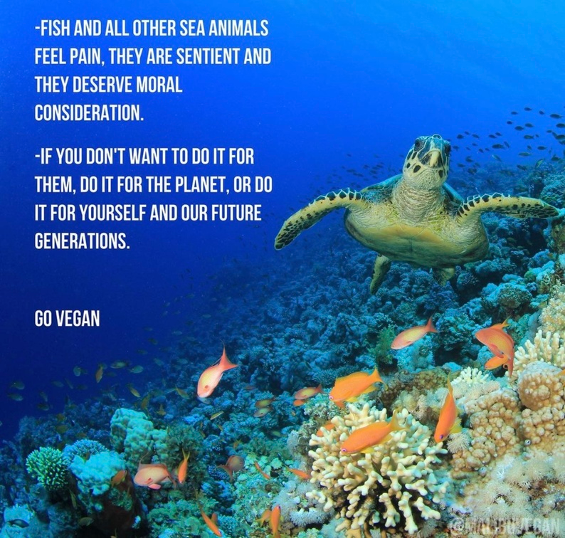 Vegan Future tweet media