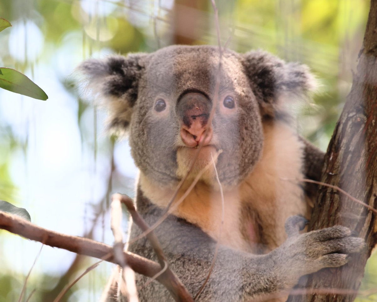 やまこじ tweet media