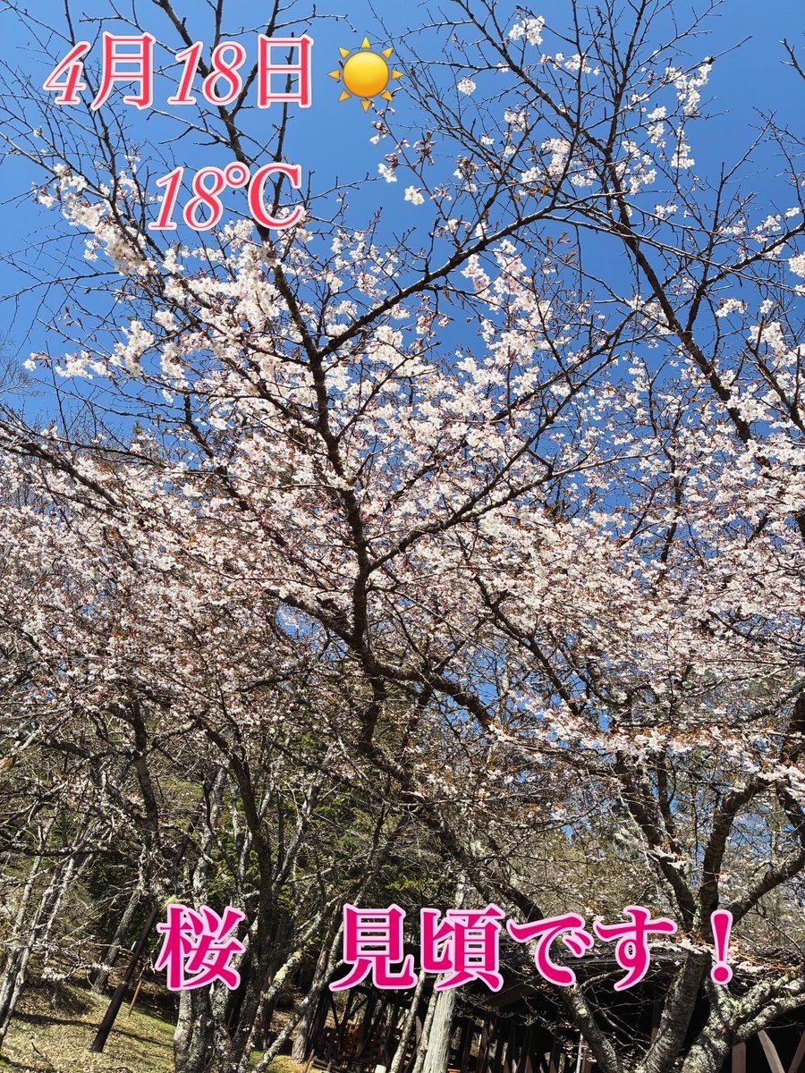 PICAomotefuji's tweet photo. 朝晩はまだまだ冷え込み6℃ほどでした。
日中は暖かくポカポカ陽気でした。
場内の桜は今見頃です。
#PICA表富士#桜見頃#富士山二合目キャンプ場 https://t.co/lxDlVO5Jqn