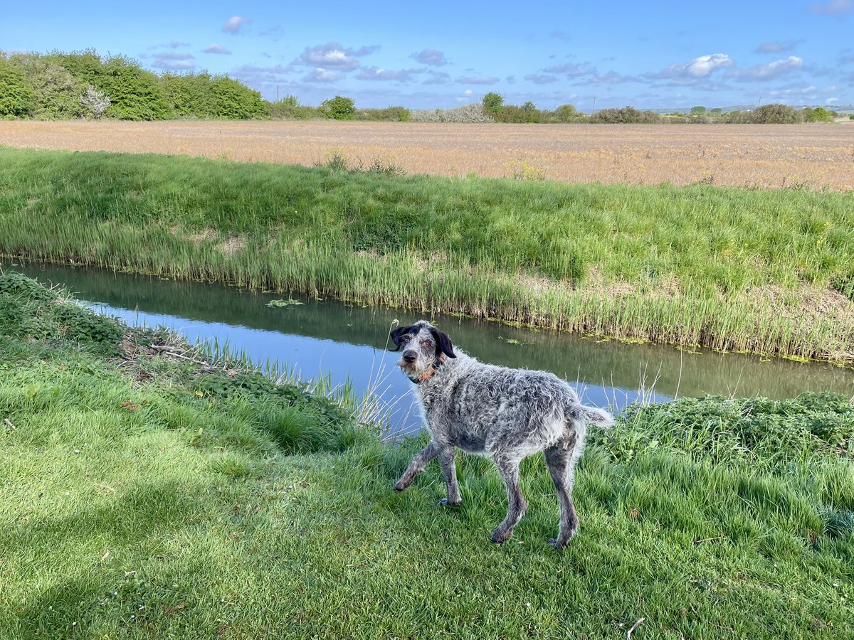 HayhurstBoo's tweet image. Suns out #weekend #fun #dogsofinstagram #love #blue #dogsoftwitter
