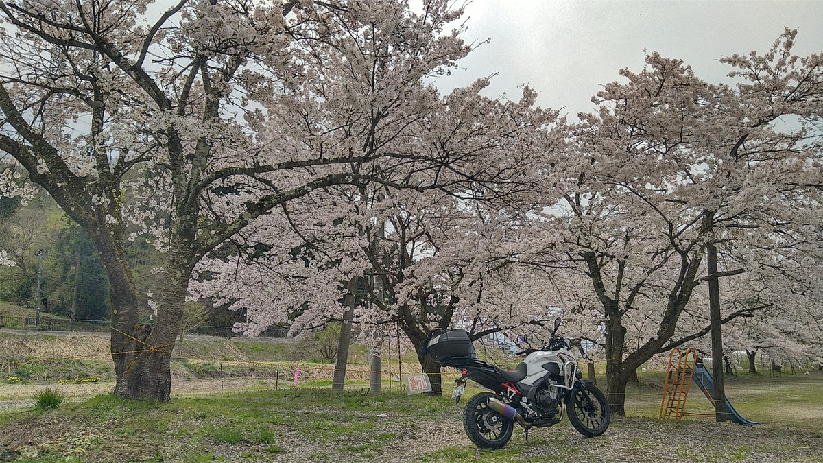 oga_oji's tweet photo. 薄曇りの今日、水没林リベンジに行ってきました。満足いくツーリングでした。道中の桜も良かったです。
#400X #バイク #tツーリング #桜 #絶景 https://t.co/T0XZND8DTx