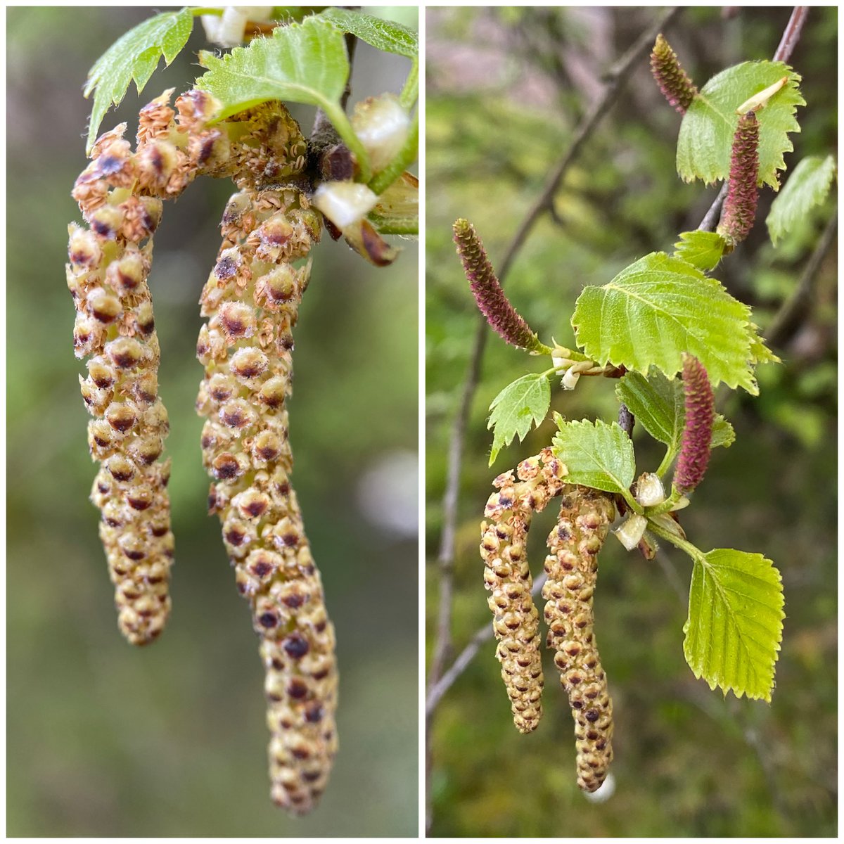 StevePa46290725's tweet image. Female and male flowers (catkins) of a Birch (Betula sp.) #treeflower #tree #flower