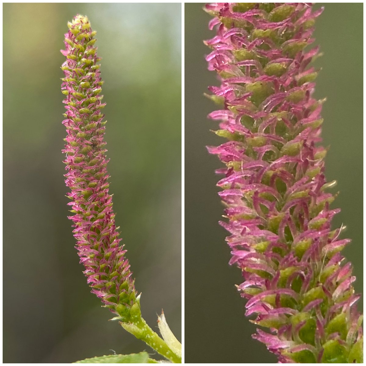 StevePa46290725's tweet image. Female and male flowers (catkins) of a Birch (Betula sp.) #treeflower #tree #flower