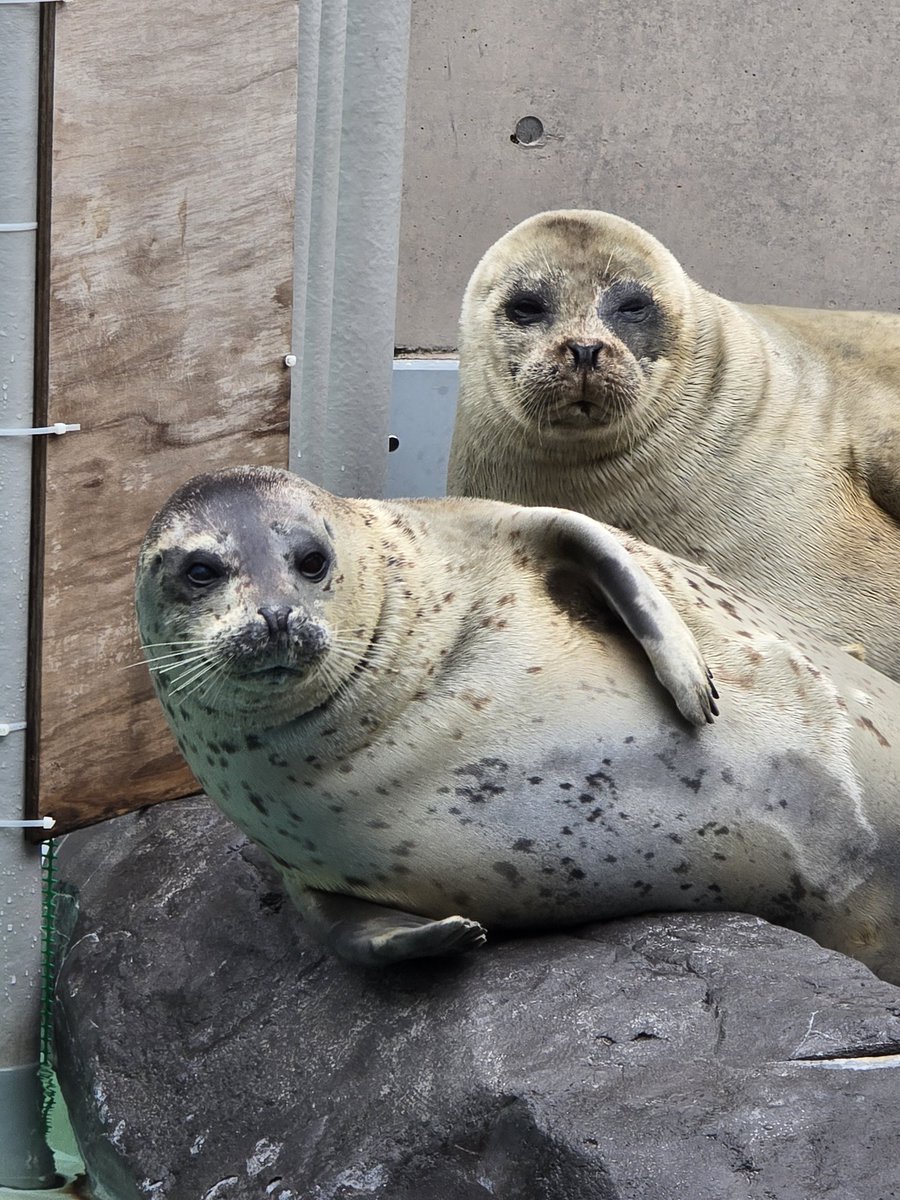 むちごま🦭 tweet media