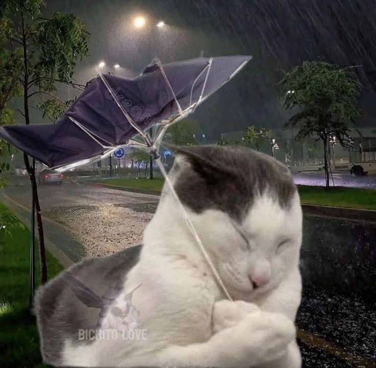 smol silly cat tweet media