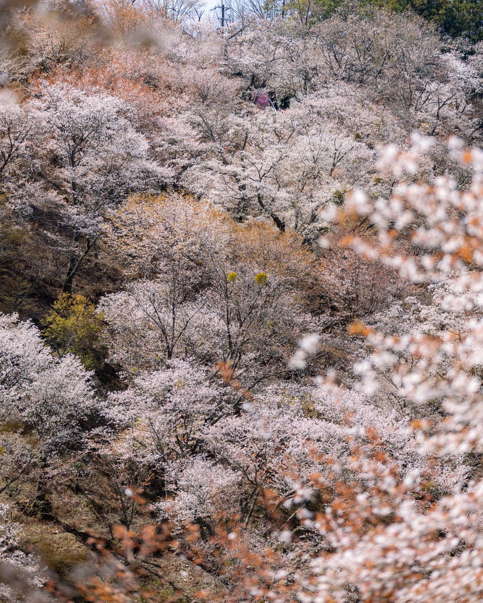 007beniya's tweet photo. 奈良県吉野町の桜  

左上　桜の先に金峯山寺の蔵王堂
右上　満開のシダレザクラ
下段　上千本の桜

#吉野山 #Yoshino
#奈良 #Nara
#奈良観光 #VisitNara
#桜 #Sakura
#桜の名所 #CherryBlossomSpot
#旅行好きな人と繋がりたい #JapanTravel https://t.co/SdPkUS8h1o