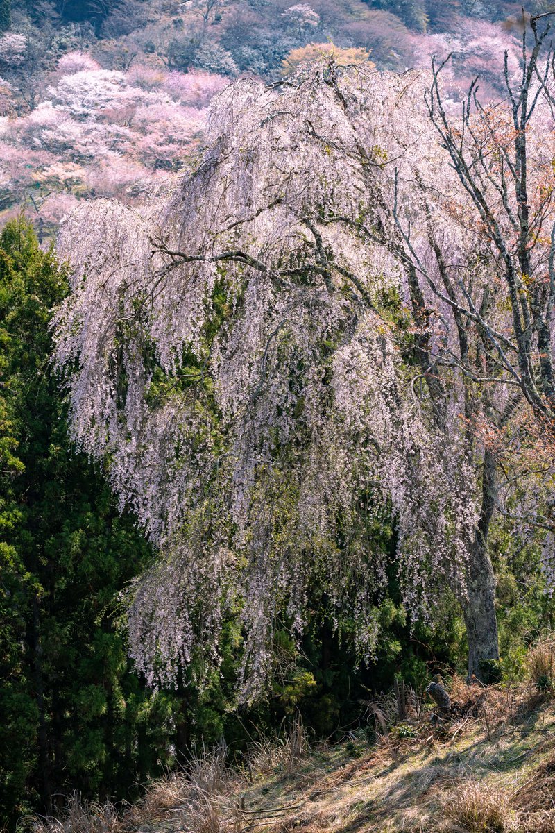 007beniya's tweet photo. 奈良県吉野町の桜  

左上　桜の先に金峯山寺の蔵王堂
右上　満開のシダレザクラ
下段　上千本の桜

#吉野山 #Yoshino
#奈良 #Nara
#奈良観光 #VisitNara
#桜 #Sakura
#桜の名所 #CherryBlossomSpot
#旅行好きな人と繋がりたい #JapanTravel https://t.co/SdPkUS8h1o