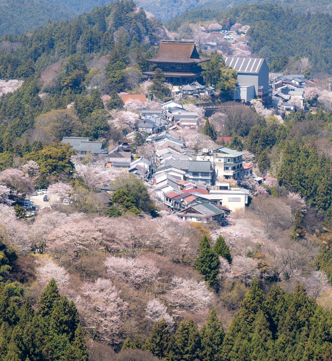 007beniya's tweet photo. 奈良県吉野町の桜  

左上　桜の先に金峯山寺の蔵王堂
右上　満開のシダレザクラ
下段　上千本の桜

#吉野山 #Yoshino
#奈良 #Nara
#奈良観光 #VisitNara
#桜 #Sakura
#桜の名所 #CherryBlossomSpot
#旅行好きな人と繋がりたい #JapanTravel https://t.co/SdPkUS8h1o