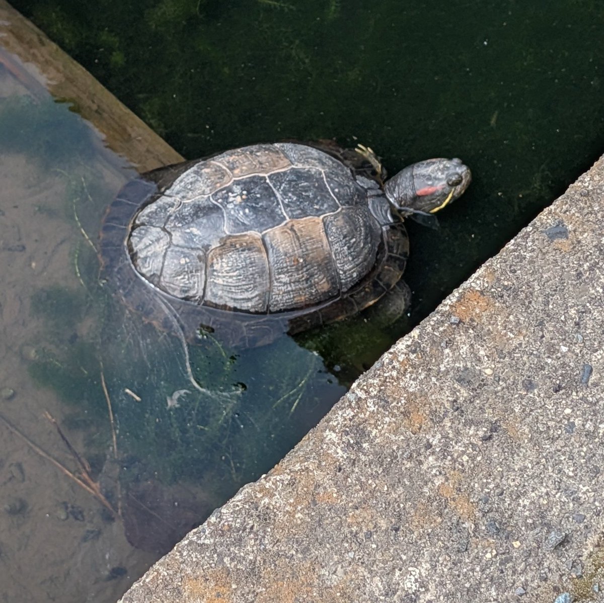 ついに激写した📸
ミシシッピアカミミガメっぽい！🐢