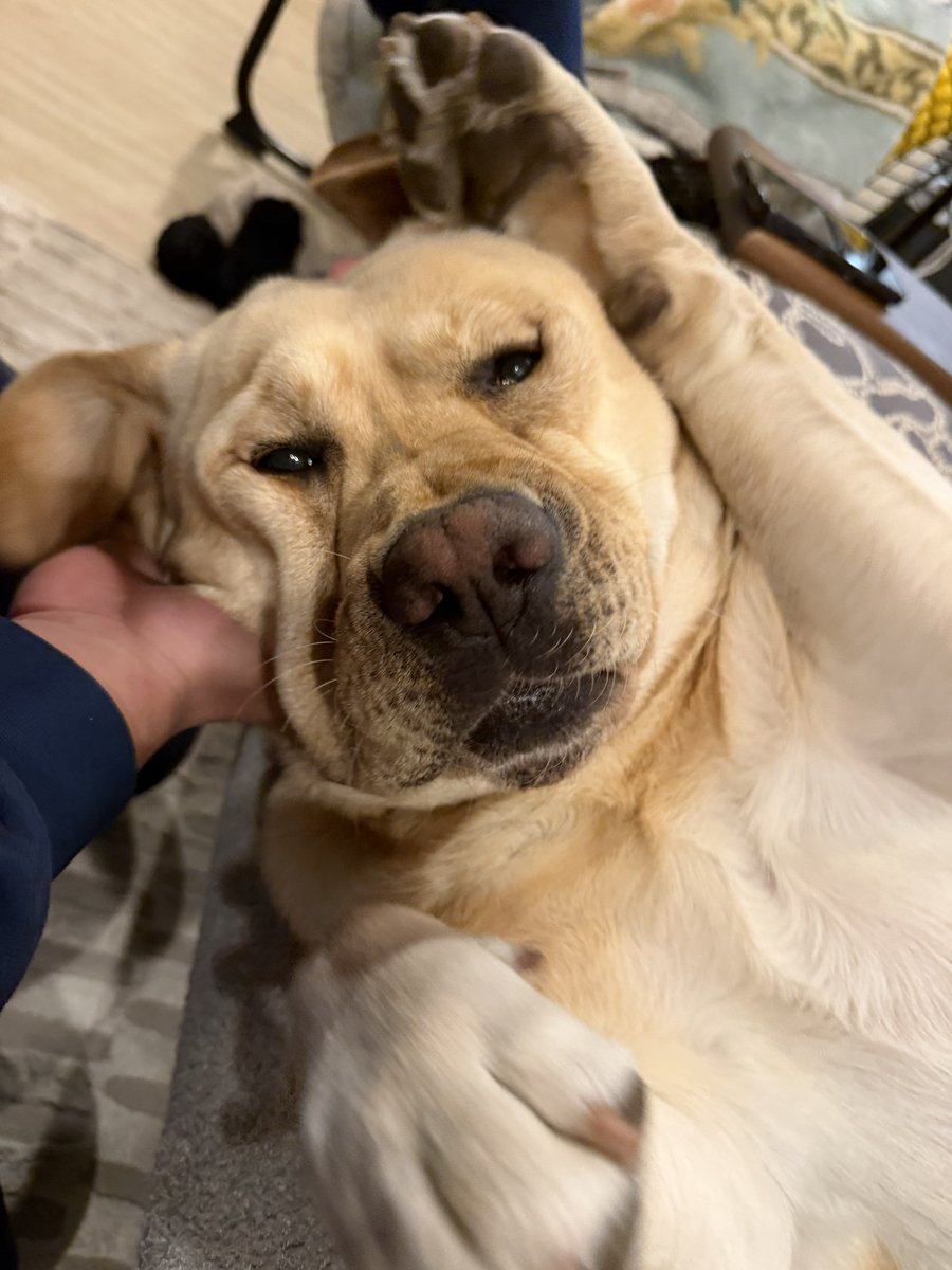 ラブラドールの横綱 tweet media