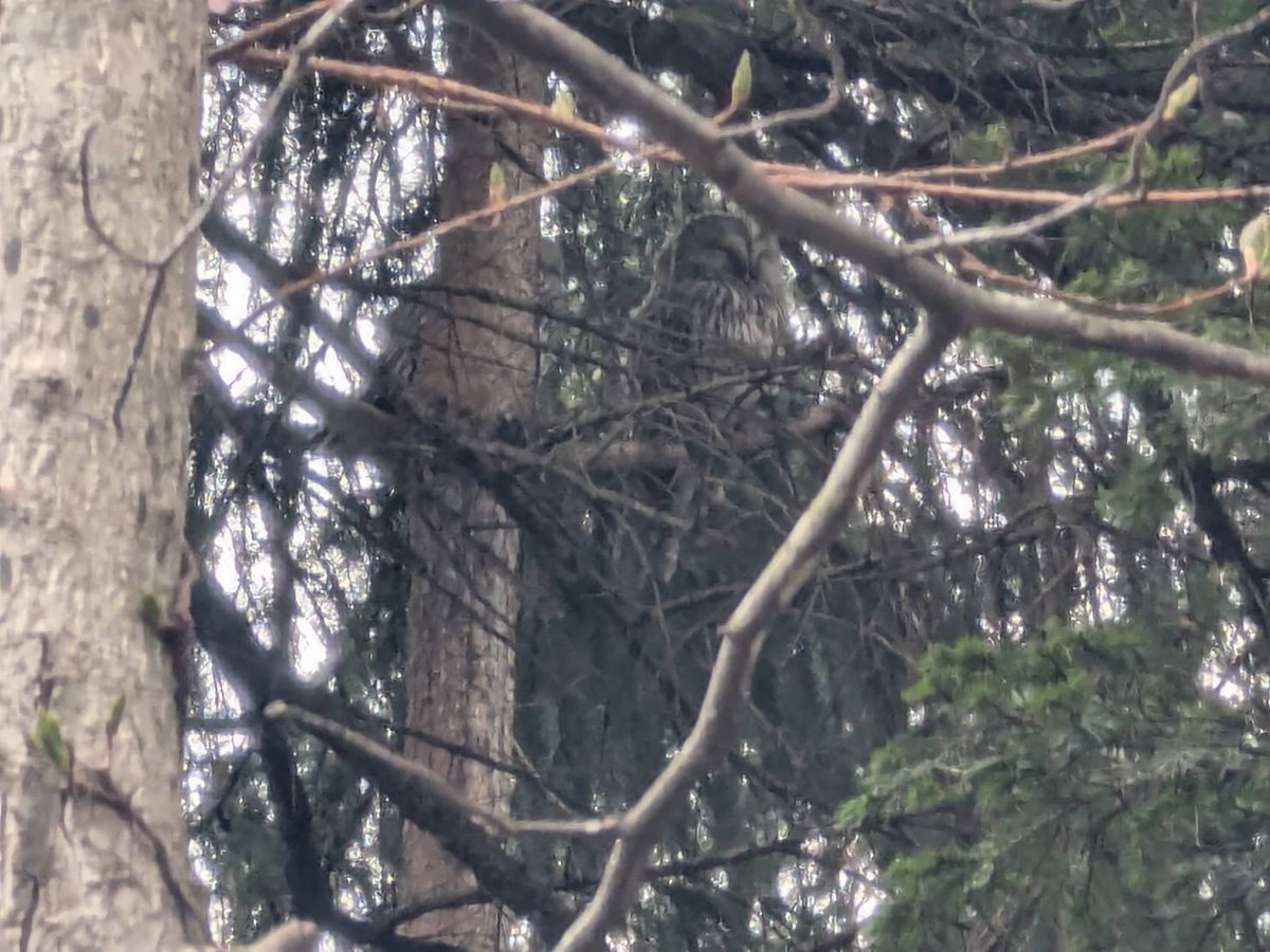 シュナファイブ tweet media